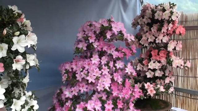 Япония. Выставка искусства Бонсай азалий. Парк УЭНО. смотреть онлайн