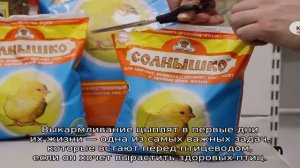 Температура для цыплят в первые дни жизни