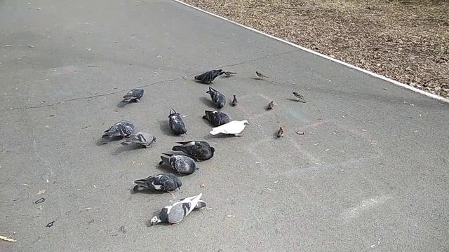 Голуби - зерноядные птицы смотреть онлайн