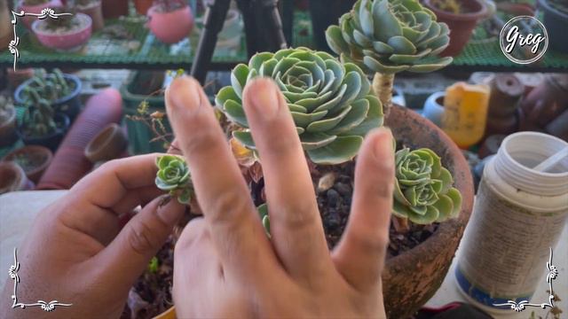 044 | Rose Cabbage (Echeveria 'Imbricata') | Maintenance смотреть онлайн
