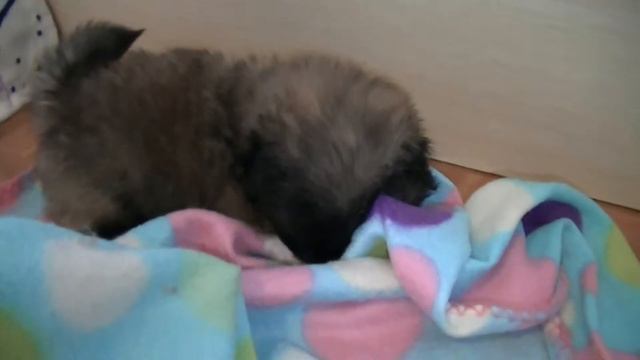 Rosalina de los Cubanitos- Pekingese Puppy 40 days old смотреть онлайн