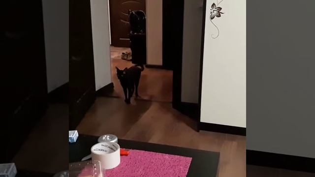 Где лемур? Кошка-умница) смотреть онлайн