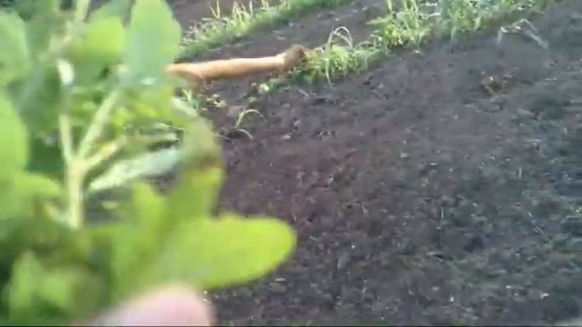 Homesteading - Planting Roma Tomatoes For Only 5 Cents Each Plant.