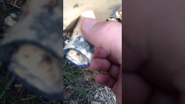 Гриб синяк смотреть онлайн