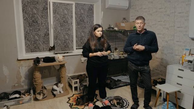 Ландшафтный проект для кошачьего приюта. Как помочь построить кошачий приют? смотреть онлайн