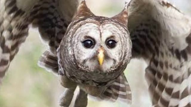 Owl crying || Owl sounds || Owl crying sounds || Owl nature baby || смотреть онлайн