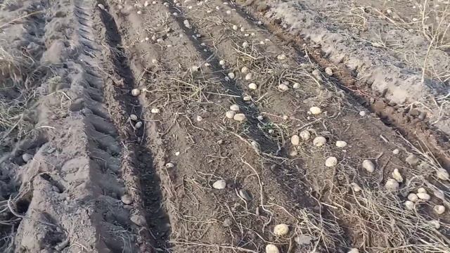 копаем картошку кортофелекопалкой ктн 2.1. 3 октября смотреть онлайн