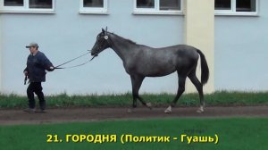 Аукцион 2016 Лоты. Московский конный завод № 1. Молодняк 2015 г.р.