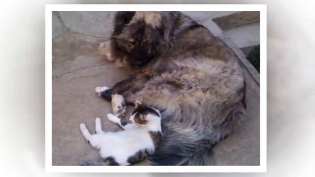 Кот, по которому плачет Оскар и одна кавказская овчарка! Приютила кота - аристократа на свою голову смотреть онлайн