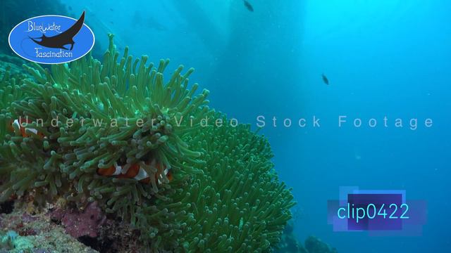 0422_Clownfish in green anemone. 4K Underwater Royalty Free Stock Footage. смотреть онлайн