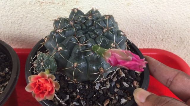 Gymnocalycium Baldianum (Cactus And Succulents)