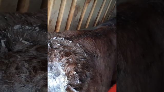 Лечение "Царицы" долгий процесс смотреть онлайн