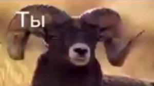 ты олень тупой, иди ты нафиг (10 ЧАСОВ)