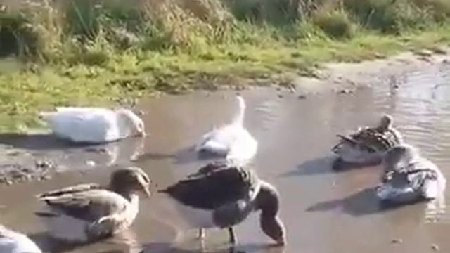 Гуси на море смотреть онлайн