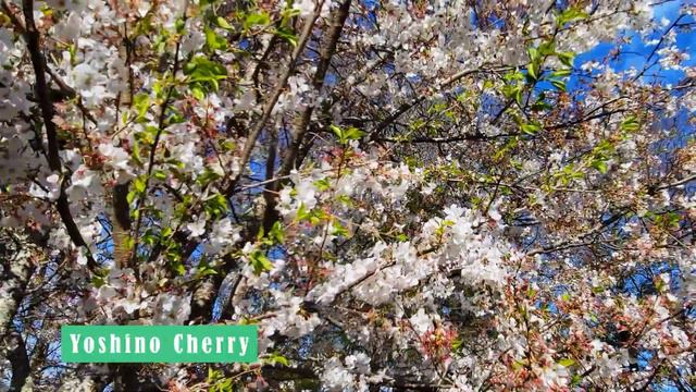 March 2022 Garden Tour | What's In Bloom Early Spring