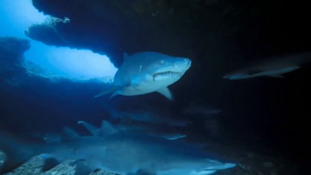 Reggie's Cave, Protea Banks, South Africa - Aqua Planet and @agulhashouse3238 смотреть онлайн