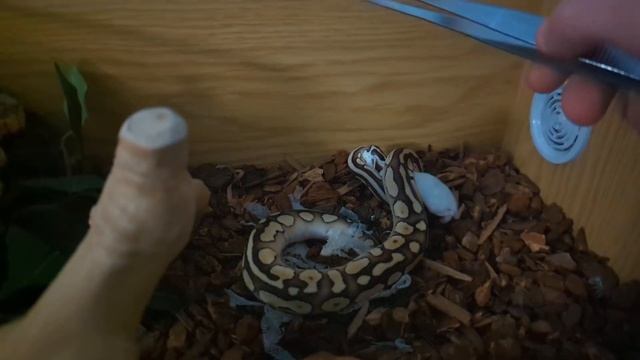 Slow Mo feeding Loki the Ball Python смотреть онлайн