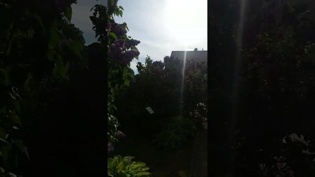 Ботанический сад ?? флора большого города, общий обзор ?? цветение сирени в Петербурге смотреть онлайн