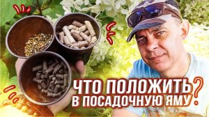 КАК ПОСАДИТЬ МЕТЕЛЬЧАТУЮ ГОРТЕНЗИЮ В ГРУНТ / ЧТО ПОЛОЖИТЬ В ПОСАДОЧНУЮ ЯМУ