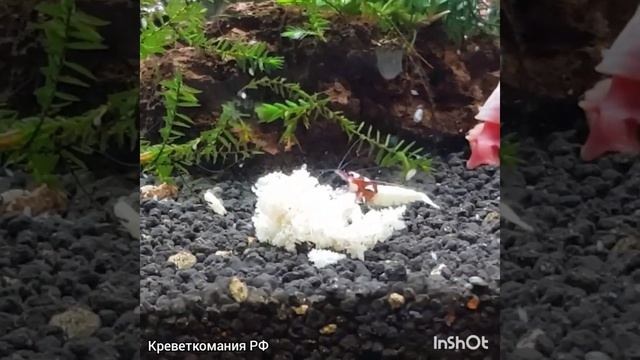 Обзор креветочного корма Snow Flakes смотреть онлайн