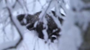 Росомаха - самое бесстрашное животное! Северный брат медоеда! Росомаха против волков, пумы, оленя..