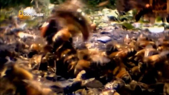 HMKids - За Кхорна!