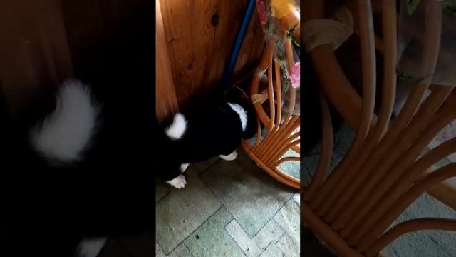 Американская акита .Щенки.