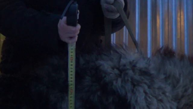 Сормовская Заря Аристократ 2 года смотреть онлайн