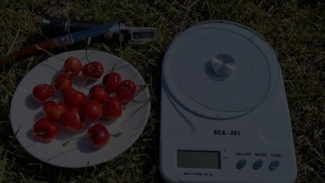 Черешня Німба. Sweet Cherry Nimba.