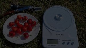 Черешня Німба. Sweet cherry Nimba.