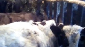 Кто выгодней телка или бычок на мясо// откорм крс// наши телята// симментал//