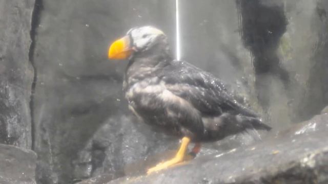 Bronx Zoo - Samsung WB850F смотреть онлайн