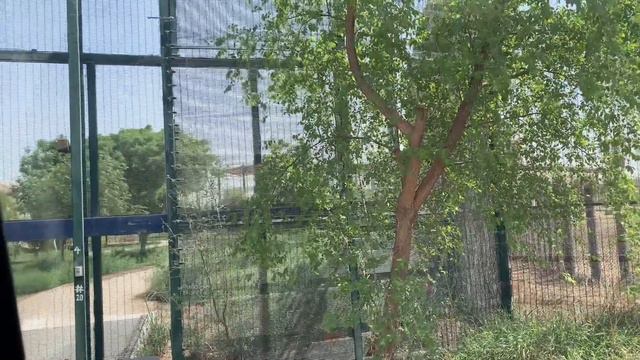 African and Arabian animals lives with Air-con in Dubai Safari Park? смотреть онлайн