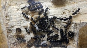 Первое знакомство. Колония Camponotus vagus. Некоторые особенности и ошибки