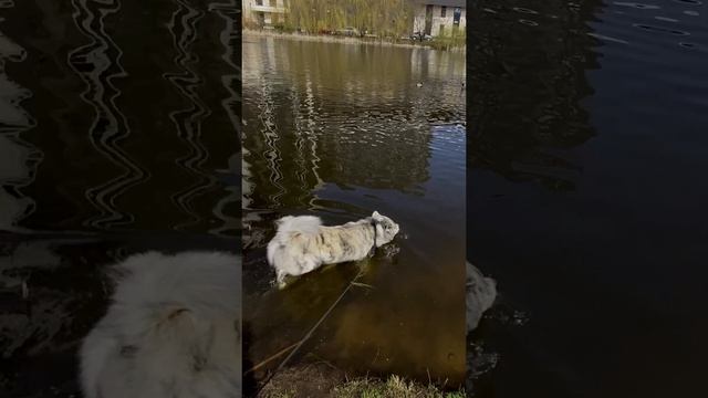 Эксперт городских озер смотреть онлайн