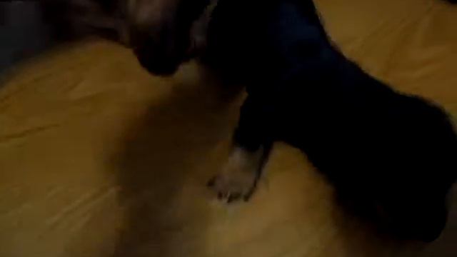 Таксы смотреть онлайн