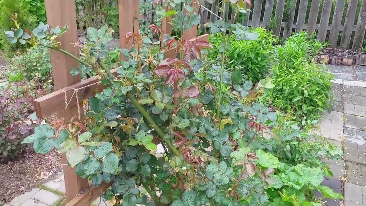 Обзор роз в конце мая. Обработки смотреть онлайн