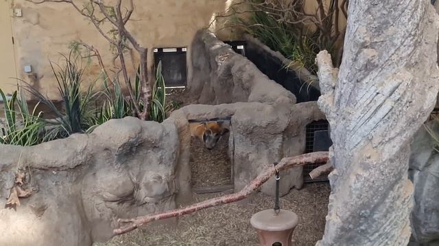 Странные Мелодии