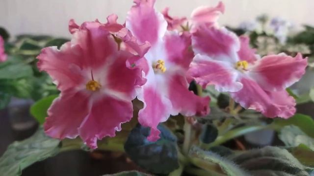 Красивые сорта фиалочек ! Ле-Анечка, РМ- Аромат лета,Dn-озорение,НК - Ален Делон. смотреть онлайн