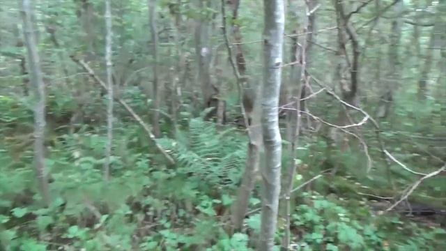 #Псковская Деревня#Жизнь Кузнеца#Самый Продуктивный День - Первые Грибы - Ищу След Рыси-Нашёл Кабан смотреть онлайн