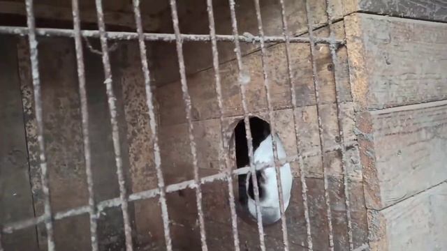 Куриные гнезда, небольшой обзор хозяйства