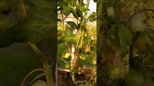 Томатный гном СЛАДКАЯ СЬЮ. Ярославская область.