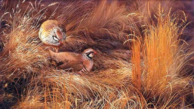 Мир животных. Куропатки. смотреть онлайн