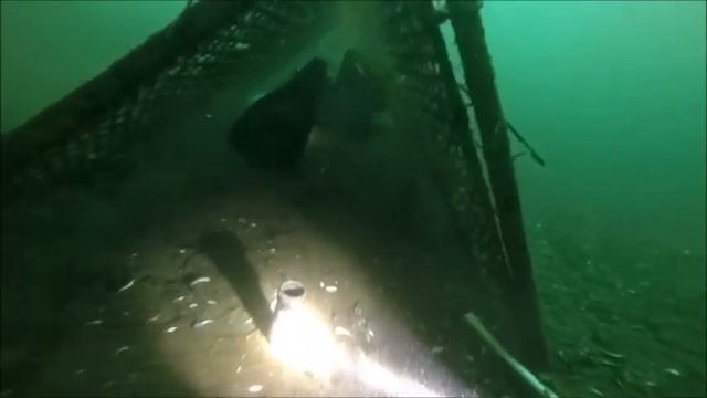 tg 136 смотреть онлайн