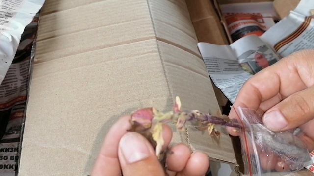 Распаковка посылки. Новые колеусы в мою коллекцию. Комнатные цветы в августе. смотреть онлайн