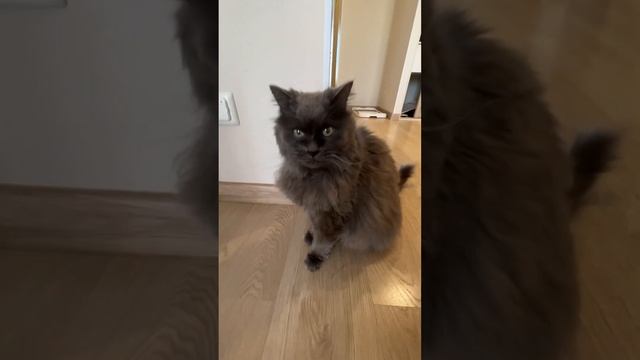 Когда коту скучно, он не дает спать шпицу! смотреть онлайн