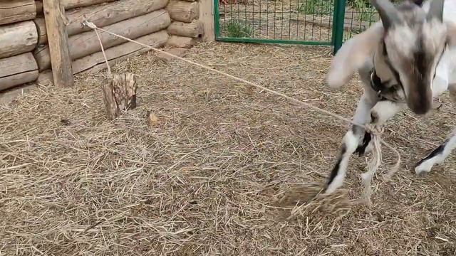Утро началось с проблемы. Все прелести не кастрированного козла... смотреть онлайн