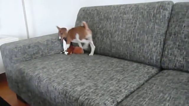 Funny Basenji Nahla смотреть онлайн
