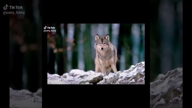 ЦИТАТЫ ВОЛКА ПОДБОРКА ИЗ ТИК ТОКА #3//БЕЗУМНО МОЖНО БЫТЬ ПЕРВЫМ//ВОЛК ТИК ТОК//ТРЕШ ТИК ТОКА//ВОЛК/ смотреть онлайн