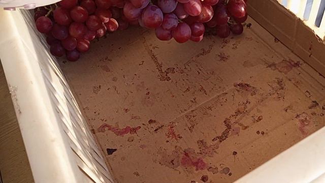 Виноград Дашуня 2 кг. г Белгород смотреть онлайн
